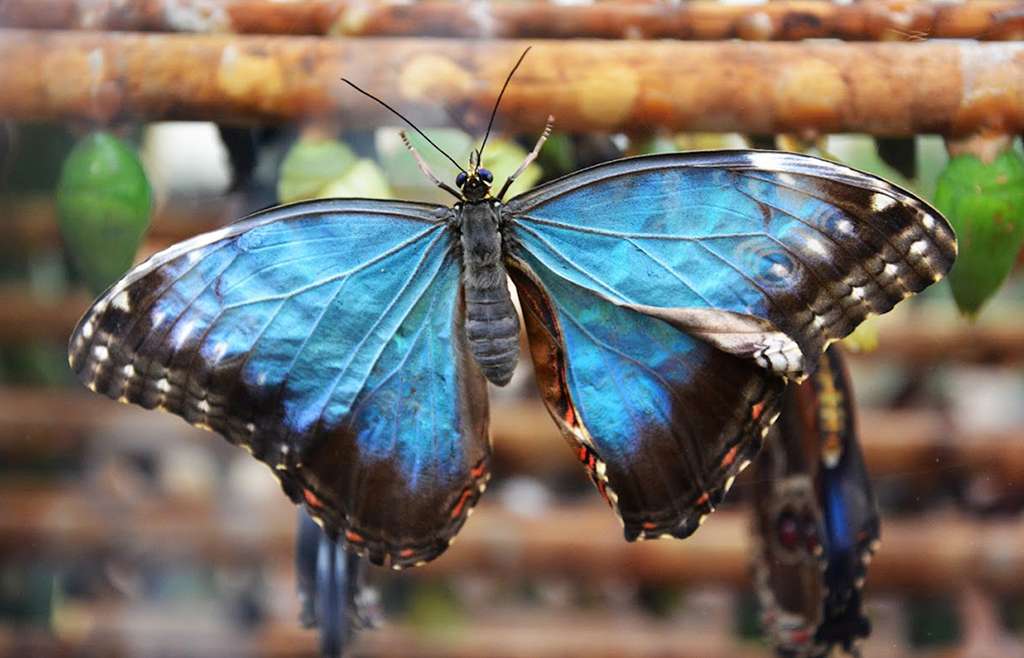 Stratford Butterfly Farm