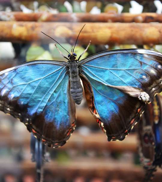 Stratford Butterfly Farm