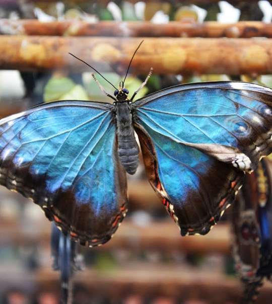 Stratford Butterfly Farm