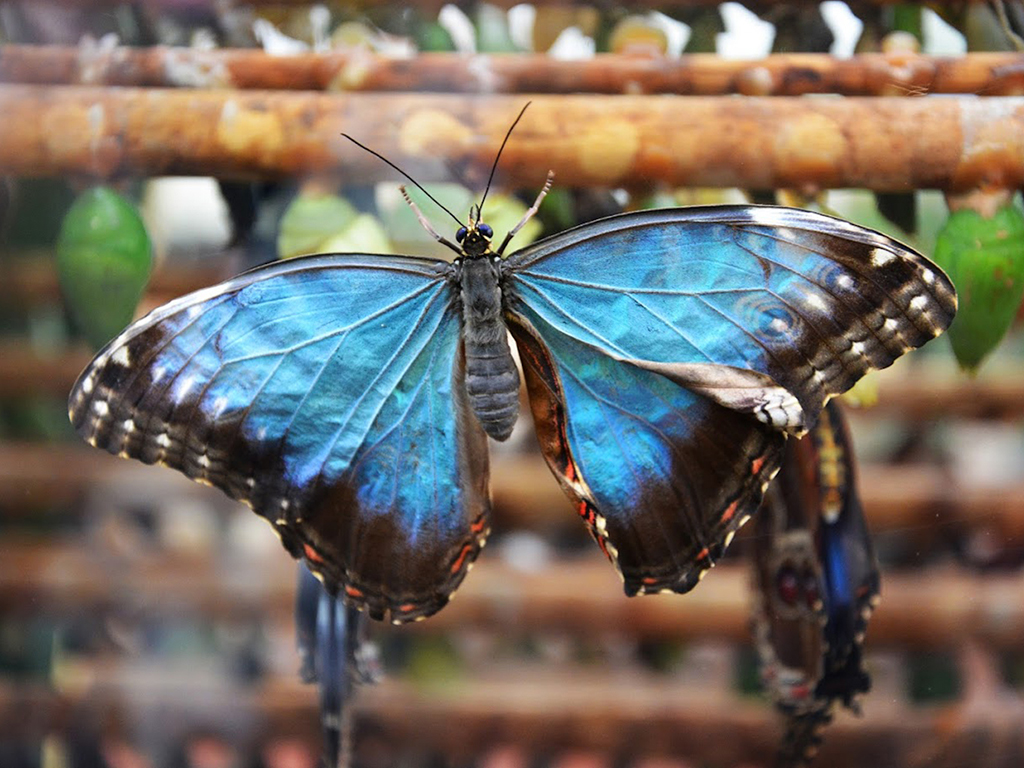 Stratford Butterfly Farm